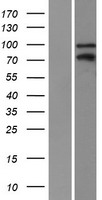 ZBTB33 / Kaiso Protein - Western validation with an anti-DDK antibody * L: Control HEK293 lysate R: Over-expression lysate