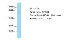 ZBTB34 Antibody -  This image was taken for the unconjugated form of this product. Other forms have not been tested.