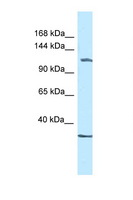ZBTB38 Antibody - ZBTB38 antibody Western blot of Mouse Kidney lysate. Antibody concentration 1 ug/ml.  This image was taken for the unconjugated form of this product. Other forms have not been tested.