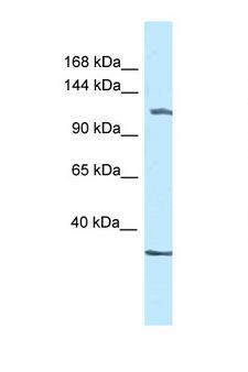 ZBTB38 Antibody - ZBTB38 antibody Western blot of Mouse Kidney lysate. Antibody concentration 1 ug/ml.  This image was taken for the unconjugated form of this product. Other forms have not been tested.