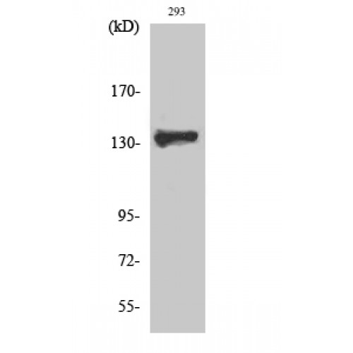 ZBTB40 Antibody - Western blot of ZBTB40 antibody