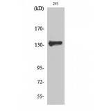 ZBTB40 Antibody - Western blot of ZBTB40 antibody