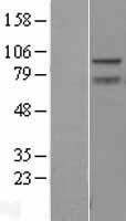 ZBTB5 Protein - Western validation with an anti-DDK antibody * L: Control HEK293 lysate R: Over-expression lysate