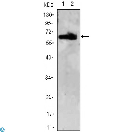 ZBTB7B / HcKrox Antibody - Western Blot (WB) analysis using TH-POK Monoclonal Antibody against HEK293 (1,2) cell lysate.