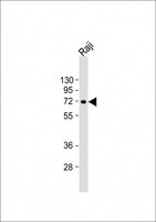ZBTB7C Antibody - Anti-ZBTB7C Antibody (Center) at 1:2000 dilution + Raji whole cell lysate Lysates/proteins at 20 ug per lane. Secondary Goat Anti-Rabbit IgG, (H+L), Peroxidase conjugated at 1:10000 dilution. Predicted band size: 69 kDa. Blocking/Dilution buffer: 5% NFDM/TBST.