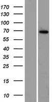 ZBTB7C Protein - Western validation with an anti-DDK antibody * L: Control HEK293 lysate R: Over-expression lysate