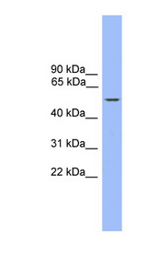 ZBTB8B Antibody - ZBTB8B antibody Western blot of THP-1 cell lysate. This image was taken for the unconjugated form of this product. Other forms have not been tested.
