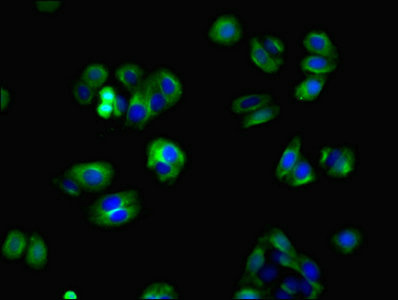 ZBTB8OS Antibody - Immunofluorescent analysis of HepG2 cells using ZBTB8OS Antibody at dilution of 1:100 and Alexa Fluor 488-congugated AffiniPure Goat Anti-Rabbit IgG(H+L)