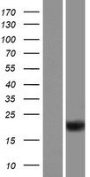 ZBTB8OS Protein - Western validation with an anti-DDK antibody * L: Control HEK293 lysate R: Over-expression lysate