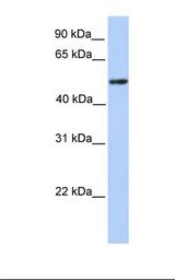ZBTB9 Antibody - Transfected 293T cell lysate. Antibody concentration: 1.0 ug/ml. Gel concentration: 12%.  This image was taken for the unconjugated form of this product. Other forms have not been tested.