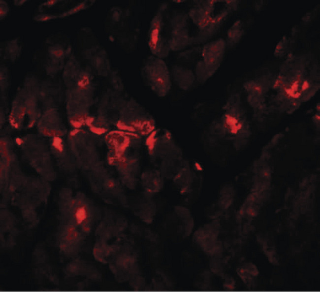 ZBTB9 Antibody - Immunofluorescence of ZBTB9 in mouse heart tissue with ZBTB9 antibody at 20 ug/ml.