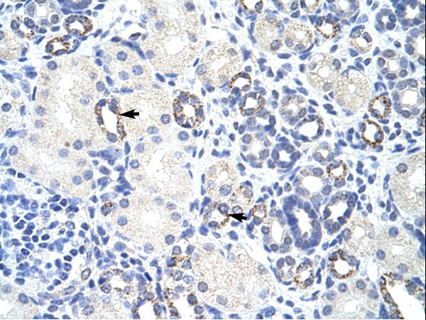 ZBTB9 Antibody - ZBTB9 antibody ARP39929_P050-NP_689948-ZBTB9 (zinc finger and BTB domain containing 9) Antibody was used in IHC to stain formalin-fixed, paraffin-embedded human kidney.  This image was taken for the unconjugated form of this product. Other forms have not been tested.