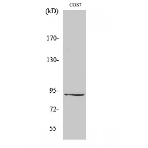 ZC3H11A Antibody - Western blot of ZC3H11A antibody