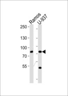 ZC3H11A Antibody - Western blot of lysates from Ramos, U-937 cell line (from left to right), using ZC3H11A Antibody. Antibody was diluted at 1:1000 at each lane. A goat anti-rabbit IgG H&L (HRP) at 1:5000 dilution was used as the secondary antibody. Lysates at 35ug per lane.