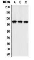 ZC3H11A Antibody - Western blot analysis of ZC3H11A expression in Ramos (A); mouse spleen (B); H9C2 (C) whole cell lysates.