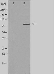 ZC3H11A Antibody - Western blot analysis of extracts of COS cells using ZC11A antibody. The lane on the left is treated with the antigen-specific peptide.