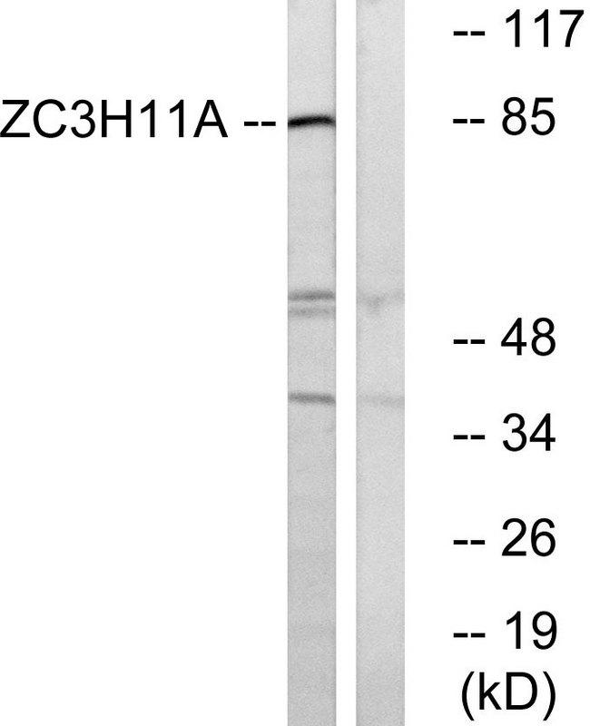 ZC3H11A Antibody - Western blot analysis of extracts from COS cells, using ZC11A antibody.