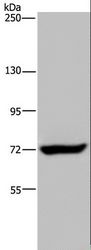 ZC3H12A / MCPIP1 Antibody - Western blot analysis of K562 cell, using ZC3H12A Polyclonal Antibody at dilution of 1:200.