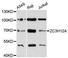 ZC3H12A / MCPIP1 Antibody - Western blot analysis of extracts of various cell lines, using ZC3H12A antibody at 1:3000 dilution. The secondary antibody used was an HRP Goat Anti-Rabbit IgG (H+L) at 1:10000 dilution. Lysates were loaded 25ug per lane and 3% nonfat dry milk in TBST was used for blocking. An ECL Kit was used for detection and the exposure time was 90s.