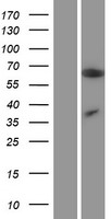 ZC3H12A / MCPIP1 Protein - Western validation with an anti-DDK antibody * L: Control HEK293 lysate R: Over-expression lysate