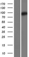 ZC3H12B Protein - Western validation with an anti-DDK antibody * L: Control HEK293 lysate R: Over-expression lysate