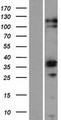 ZC3H12C Protein - Western validation with an anti-DDK antibody * L: Control HEK293 lysate R: Over-expression lysate