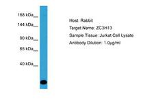 ZC3H13 Antibody -  This image was taken for the unconjugated form of this product. Other forms have not been tested.