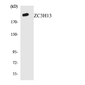 ZC3H13 Antibody - Western blot analysis of the lysates from HUVECcells using ZC3H13 antibody.