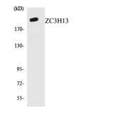 ZC3H13 Antibody - Western blot analysis of the lysates from HUVECcells using ZC3H13 antibody.