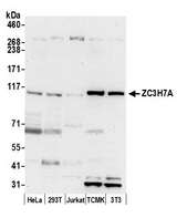 ZC3H7A Antibody - Detection of human and mouse ZC3H7A by western blot. Samples: Whole cell lysate (50 µg) from HeLa, HEK293T, Jurkat, mouse TCMK-1, and mouse NIH 3T3 cells prepared using NETN lysis buffer. Antibody: Affinity purified rabbit anti-ZC3H7A antibody used for WB at 0.4 µg/ml. Detection: Chemiluminescence with an exposure time of 30 seconds.