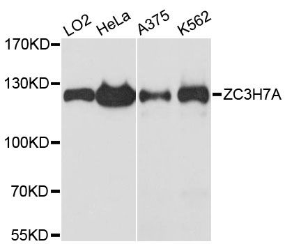 ZC3H7A Antibody - Western blot analysis of extracts of various cell lines, using ZC3H7A antibody at 1:3000 dilution. The secondary antibody used was an HRP Goat Anti-Rabbit IgG (H+L) at 1:10000 dilution. Lysates were loaded 25ug per lane and 3% nonfat dry milk in TBST was used for blocking. An ECL Kit was used for detection and the exposure time was 90s.