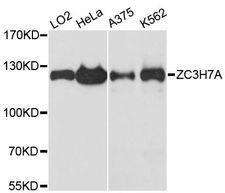 ZC3H7A Antibody - Western blot analysis of extracts of various cell lines, using ZC3H7A antibody at 1:3000 dilution. The secondary antibody used was an HRP Goat Anti-Rabbit IgG (H+L) at 1:10000 dilution. Lysates were loaded 25ug per lane and 3% nonfat dry milk in TBST was used for blocking. An ECL Kit was used for detection and the exposure time was 90s.