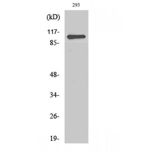 ZC3H7B Antibody - Western blot of RoXaN antibody