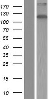 ZC3H7B Protein - Western validation with an anti-DDK antibody * L: Control HEK293 lysate R: Over-expression lysate