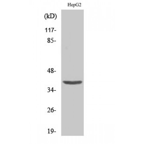 ZC3H8 Antibody - Western blot of Fliz1 antibody