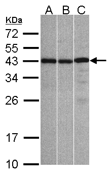 ZC3H8 Antibody - Sample (30 ug whole cell lysate). A: A431, B: Hep G2 , C: Raji . 12% SDS PAGE. ZC3H8 antibody diluted at 1:1000