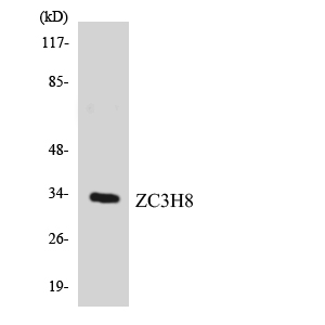 ZC3H8 Antibody - Western blot analysis of the lysates from COLO205 cells using ZC3H8 antibody.