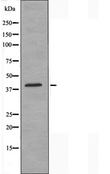 ZC3H8 Antibody - Western blot analysis of extracts of HepG2 cells using ZC3H8 antibody.