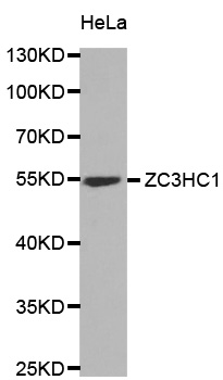 ZC3HC1 / NIPA Antibody - Western blot analysis of extracts of HeLa cells.