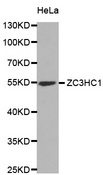ZC3HC1 / NIPA Antibody - Western blot analysis of extracts of HeLa cells.