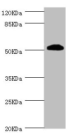 ZC3HC1 / NIPA Antibody - Western blot All lanes: ZC3HC1 antibody at 1.08µg/ml + Hela whole cell lysate Secondary Goat polyclonal to rabbit IgG at 1/10000 dilution Predicted band size: 56, 54, 48 kDa Observed band size: 54 kDa