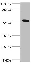 ZC3HC1 / NIPA Antibody - Western blot All lanes: ZC3HC1 antibody at 0.98µg/ml + Hela whole cell lysate Secondary Goat polyclonal to rabbit IgG at 1/10000 dilution Predicted band size: 56, 54, 48 kDa Observed band size: 54 kDa