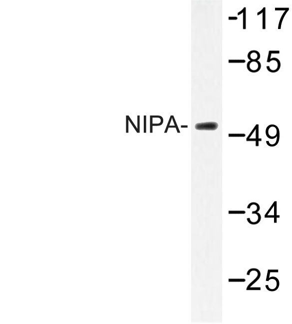 ZC3HC1 / NIPA Antibody - Western blot of NIPA (S350) pAb in extracts from COS7 cells.