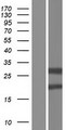 ZC4H2 Protein - Western validation with an anti-DDK antibody * L: Control HEK293 lysate R: Over-expression lysate