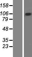 ZCCHC14 Protein - Western validation with an anti-DDK antibody * L: Control HEK293 lysate R: Over-expression lysate