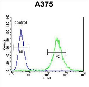 ZCCHC17 / PNO40 / PS1D Antibody - ZCCHC17 Antibody flow cytometry of A375 cells (right histogram) compared to a negative control cell (left histogram). FITC-conjugated goat-anti-rabbit secondary antibodies were used for the analysis.
