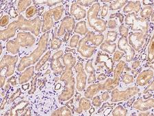 ZCCHC4 Antibody - Immunochemical staining of human ZCCHC4 in human kidney with rabbit polyclonal antibody at 1:100 dilution, formalin-fixed paraffin embedded sections.
