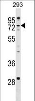 ZCCHC8 Antibody - ZCCHC8 Antibody western blot of 293 cell line lysates (35 ug/lane). The ZCCHC8 antibody detected the ZCCHC8 protein (arrow).
