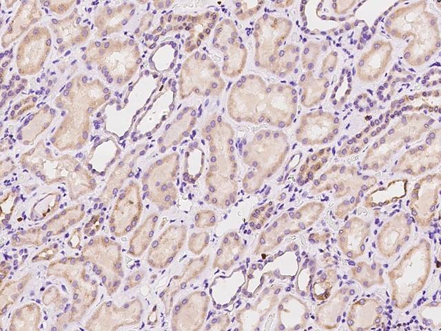 ZCCHC9 Antibody - Immunochemical staining of human ZCCHC9 in human kidney with rabbit polyclonal antibody at 1:100 dilution, formalin-fixed paraffin embedded sections.