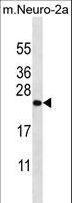 ZCRB1 Antibody - ZCRB1 Antibody western blot of mouse Neuro-2a cell line lysates (35 ug/lane). The ZCRB1 antibody detected the ZCRB1 protein (arrow).